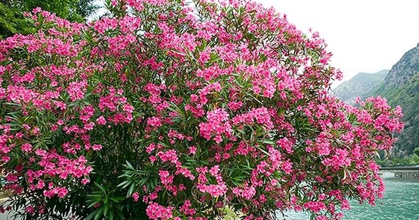 Ông bà dặn: Tuy rất đẹp nhưng đừng dại mà trồng 3 loài cây này trong nhà, vừa xui rủi, vừa ảnh hưởng sức khỏe