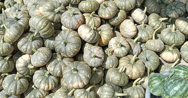 Hàng trăm tấn bí đỏ quá lứa chờ thu hoạch, Hội Nông dân Cà Mau kêu gọi giải cứu