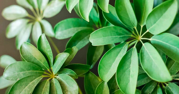 3 loại cây đặc biệt phù hợp với tuổi 40 trở lên: Biết trồng thì thể chất và tinh thần đều đi lên