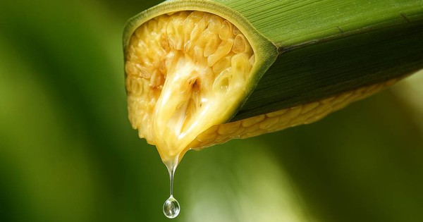 Vợ chồng Thạc sĩ bỏ phố về quê lập nghiệp 