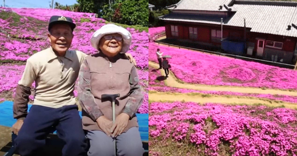 Cụ ông chăn bò ròng rã 2 năm trời trồng cánh đồng hoa để dành tặng người vợ mù