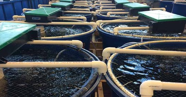 Việt Nam vừa đón tin vui cùng lúc từ cả Trung Quốc và Nhật Bản