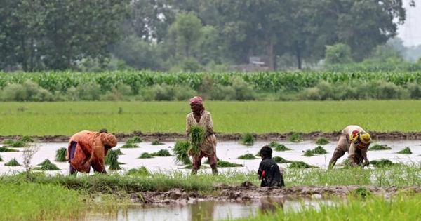 Quốc gia mua nhiều gạo Việt Nam nhất có động thái ‘lạ’