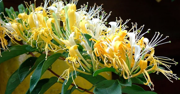 Loài cây trồng phòng khách xanh mướt quanh năm, hễ nở hoa còn là 