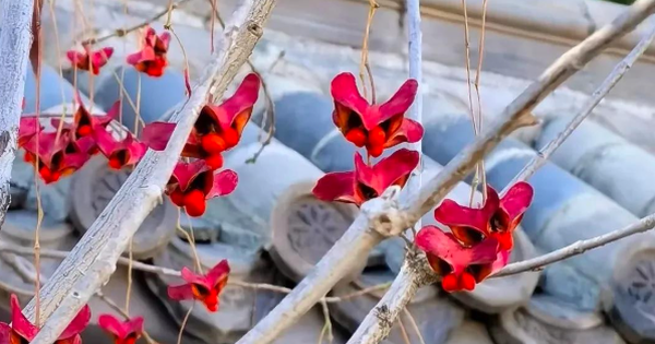 4 cây trồng trước cửa 