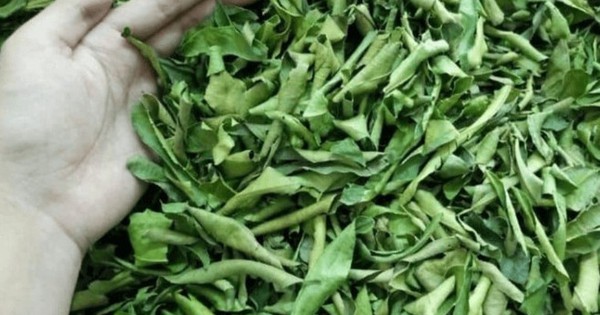 Lá của cây này đem phơi khô quý như 