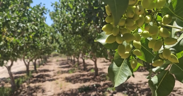 Việt Nam đón tin cực vui từ loại nông sản đắt hơn cả sầu riêng