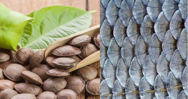 Từ vảy cá và hạt cây: Sáng chế độc quyền của nhà khoa học Việt khiến nhiều người kinh ngạc