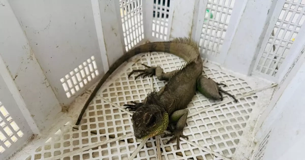 Bắt được ‘Rồng đất’ quý hiếm, nam thanh niên vội mang nộp cho công an