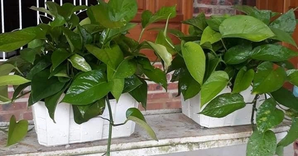 4 cây hút ẩm, lọc không khí cực tốt: Đặt trong nhà khi trời nồm, góc nào cũng thoáng sạch