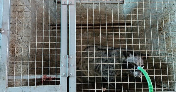 Anh kỹ sư xây dựng bỏ phố về quê nuôi con 'hiền như đất', nhẹ nhàng kiếm hơn 1 tỷ đồng/năm