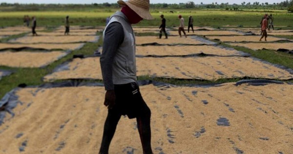 Đang sấy thì mất điện: 1.000 tấn lúa ở Cuba đối diện nguy cơ hư hỏng, chuyên gia Việt 