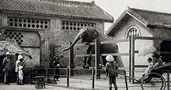 Sở thú lâu đời nhất Việt Nam bất ngờ “hẹn” khách vào 9h sáng Chủ nhật tuần này