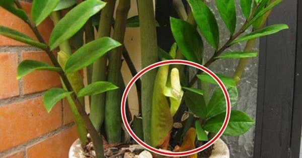 5 niềm vui, 4 nỗi lo khi trồng kim tiền trong nhà