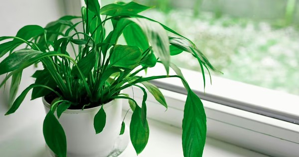 4 loại cây rất hợp cho người trên 40 tuổi: Trồng trong nhà hay ngoài sân đều có lợi