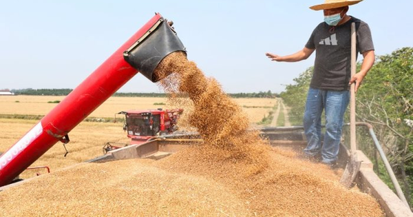 Phát minh của Trung Quốc làm rung chuyển ngành lương thực: Tạo ra mô hình ruộng lúa tái sinh không cần gieo trồng lại, năng suất 18 tấn/ha