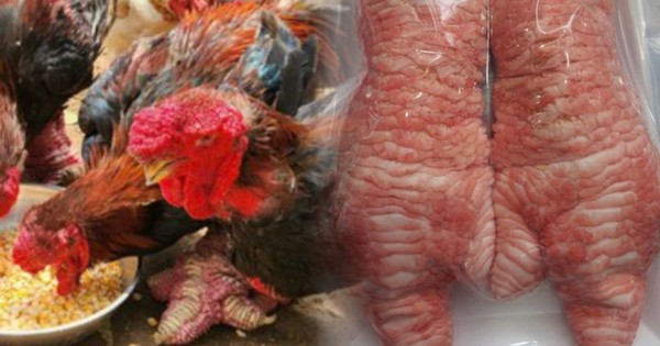 Giống gà tiến vua mang đôi chân vảy rồng ở Hưng Yên, nay giá 50 triệu đồng giới nhà giàu vẫn xếp hàng chờ mua