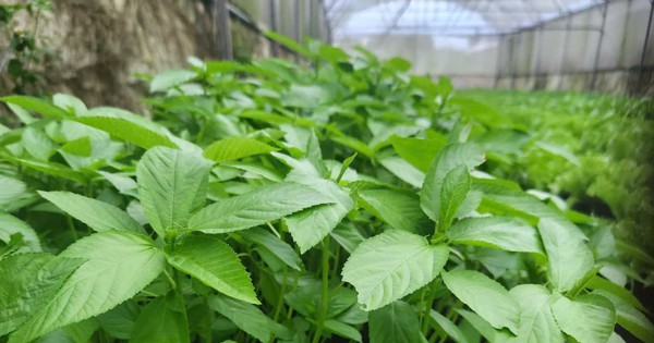 Việt Nam có loại rau người Nhật ví là 