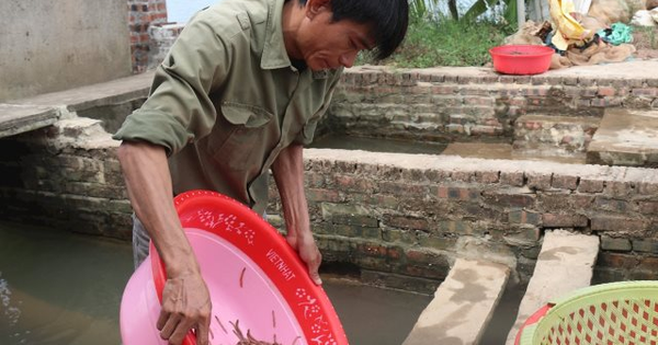 Nông dân Hải Phòng thu 25 tỷ/năm nhờ nuôi loài vật bò 