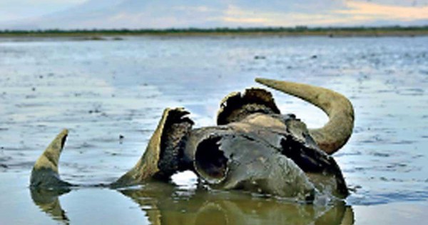 Bí ẩn hồ nước biến mọi sinh vật thành tượng đá ngay khi chạm vào