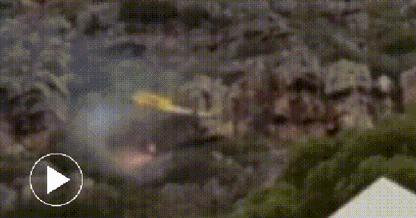 Trực thăng cứu hỏa va vách đá, rơi thẳng vào đám cháy lớn, tình trạng phi công ra sao?