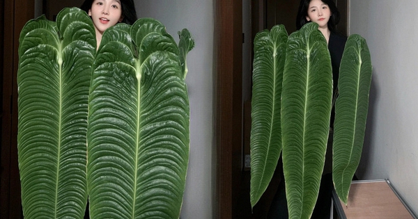 Không phải trầu bà hay kim tiền, đây mới là 