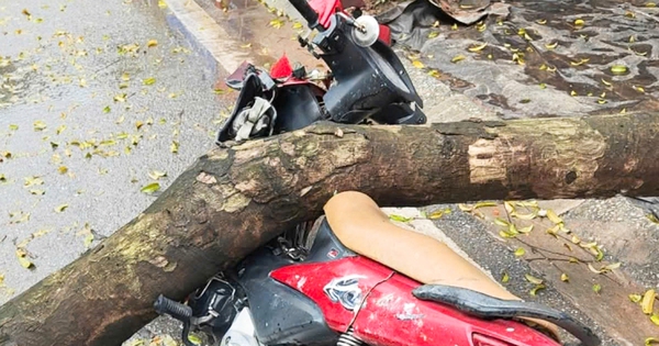 Cây xanh bật gốc đè trúng người đi xe máy ở Hà Nội