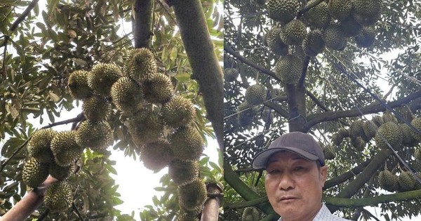 Người nông dân Đắk Lắk thu 15 tỷ/năm nhờ thứ quả 'ngửi thì nồng, ăn thì nghiện': Làm nông nghiệp tử tế, người Việt không thể nghèo