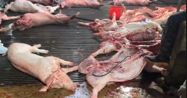 4 cán bộ thú y tiếp tay đưa 300 tấn heo bệnh vào trường học, chợ dân sinh Hà Nội thế nào?