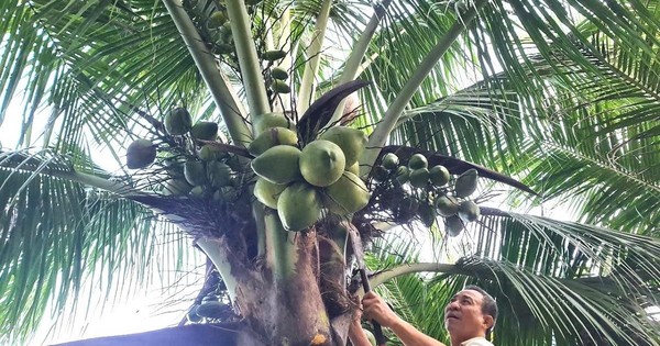 Từng trắng tay vì cà phê, lão nông 70 tuổi 