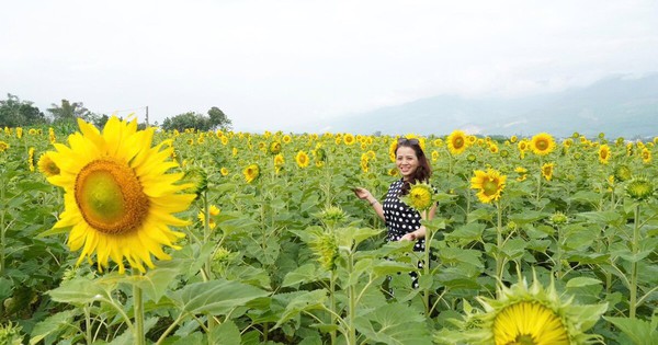 "Phát sốt" với cánh đồng hoa hướng dương rộng hơn 1,3 hecta ở Đà Nẵng