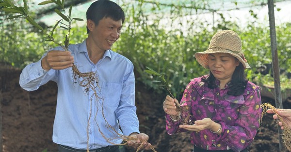 Kỹ sư bỏ việc về quê trồng cây lấy rễ 