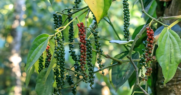 Nhờ loại hạt mệnh danh 