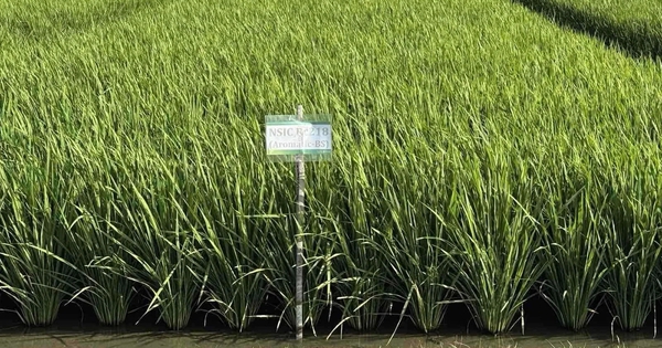 Giống lúa ĐNÁ ngon hàng đầu thế giới, mang đặc tính 