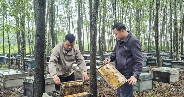 Ít ai ngờ sản vật quen thuộc của nông dân Việt lại xuất khẩu sang Mỹ, châu Âu với doanh thu gần 20 tỷ/năm