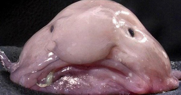 Cận cảnh loài cá xấu xí nhất hành tinh: Liệu bạn có dám thưởng thức?