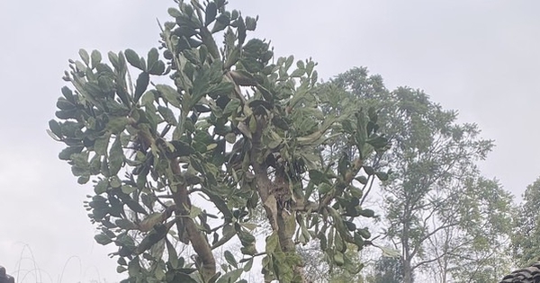 Hình dạng cây xương rồng sống 4 thập kỷ khiến 1 triệu người tò mò