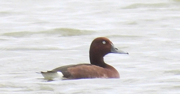 Lần đầu phát hiện 4 loài chim lạ, quý hiếm ở Vườn quốc gia Phong Nha - Kẻ Bàng