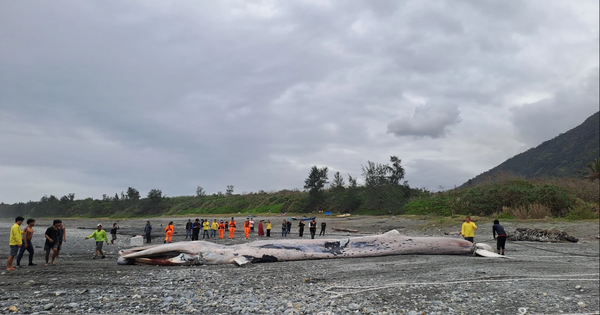 Phát hiện sinh vật khổng lồ dài hơn 15m mắc trong lưới, chuyên gia lập tức tới tận nơi: Cảnh khó tin!