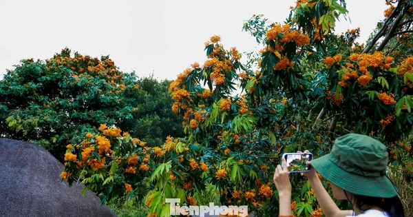 Hoa rì đua nở, nhuộm vàng suối rừng Đà Nẵng