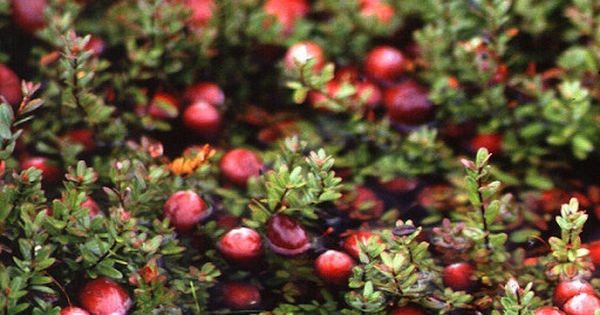 Ung thư rất “sợ” loại quả này, giàu chất chống oxy hóa mạnh mẽ: Nhiều người Việt biết mà chưa hay ăn