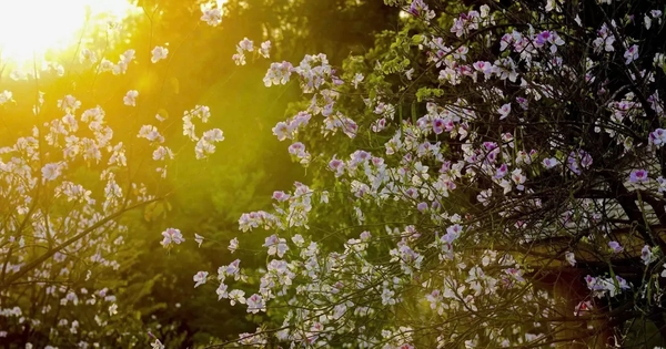 Hoa ban bung nở ngập tràn Điện Biên