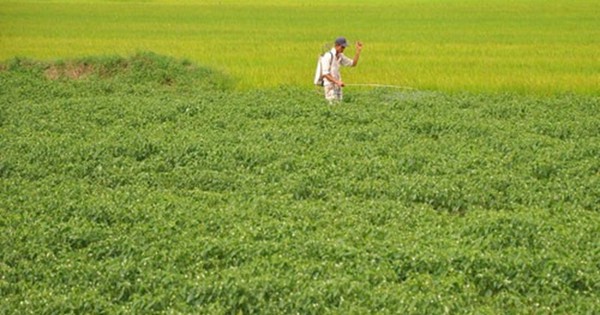 Không phải sầu riêng, loại quả cho không đầy chợ Việt được Lào, Trung Quốc đua nhau mua - nay bỗng rớt giá hơn chục lần