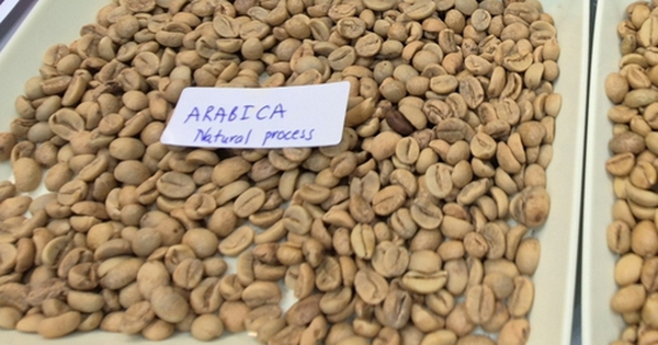 Giá cà phê hôm nay 11-4: Arabica bật tăng, Việt Nam vượt Brazil về xuất khẩu