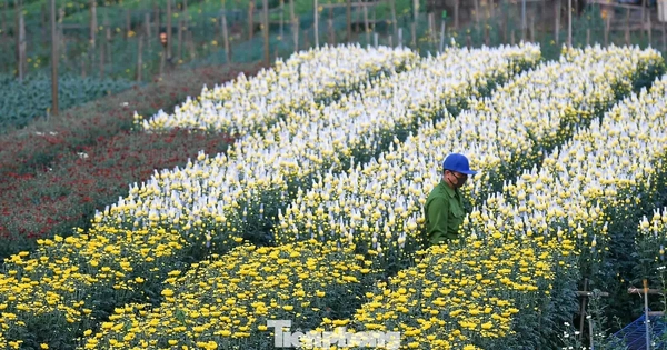 Miên man trên cánh đồng hoa sắp bung nở bên sông Hồng
