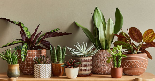 Trồng cây trong chậu 