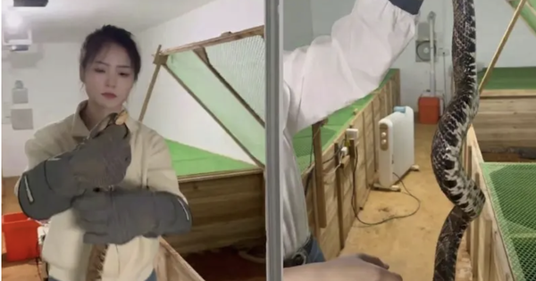 Bỏ phố về quê, cô gái 9x nuôi 60.000 con rắn: Doanh thu khiến nhiều người bất ngờ