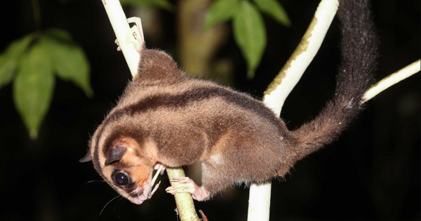 Sinh vật cả thế giới tưởng đã tuyệt chủng 6.000 năm bất ngờ lộ diện ở Đông Nam Á: Phát hiện gây chấn động