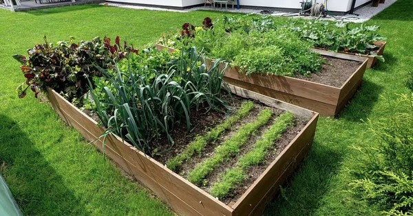 5 loại rau nên trồng trong tháng 4