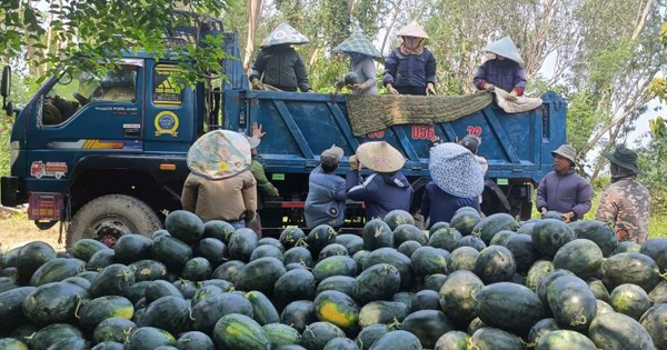 Dưa hấu được mùa, nông dân thấp thỏm tìm đầu ra